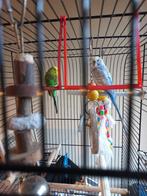 2 parkieten mannetjes, Dieren en Toebehoren, Vogels | Parkieten en Papegaaien, Mannelijk, Parkiet