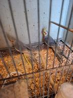 Koppel cinnamon Valkparkieten, Dieren en Toebehoren, Vogels | Parkieten en Papegaaien, Meerdere dieren, Parkiet