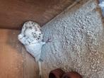 Gaditano doffer, Dieren en Toebehoren, Mannelijk, Kropper
