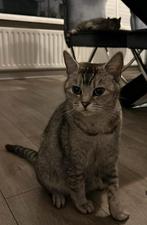 Laatste prachtige Britse korthaar kittens!, Dieren en Toebehoren, Katten en Kittens | Overige Katten, Meerdere dieren