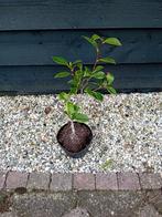 Camelia Nuccio´s Pearl, Overige soorten, Vaste plant, Ophalen of Verzenden, Halfschaduw