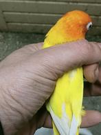 Prachtige brr agapornis opaline geel dec pop, Dieren en Toebehoren, Vogels | Parkieten en Papegaaien, Vrouwelijk, Dwergpapegaai of Agapornis