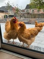 Orpington haan Buff, Dieren en Toebehoren, Pluimvee, Mannelijk, Kip
