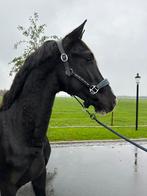 2.5 jarige KWPN hengst Kayne x Special D RX goedgekeurd!, Merrie, Gechipt, Dressuurpaard, 3 tot 6 jaar