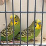 Grasparkieten, jong groen koppel, Dieren en Toebehoren, Vogels | Parkieten en Papegaaien, Meerdere dieren, Parkiet