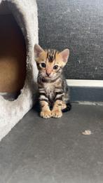 Bengaalse kittens, Kater, Gechipt, 0 tot 2 jaar
