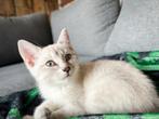 3 bengals kittens zoeken nieuwe thuis, Dieren en Toebehoren, Katten en Kittens | Raskatten | Korthaar, Meerdere dieren, Ontwormd
