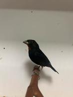 1-1 Antillen dikbekjes, Dieren en Toebehoren, Vogels | Overige Vogels, Meerdere dieren, Tropenvogel, Geringd