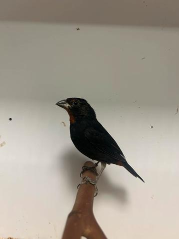 1-1 Antillen dikbekjes beschikbaar voor biedingen