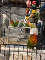 Dwergpapegaaien, Dieren en Toebehoren, Dwergpapegaai of Agapornis