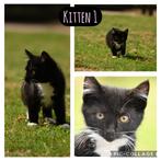 Kittens te koop, Dieren en Toebehoren, Katten en Kittens | Raskatten | Korthaar, Poes