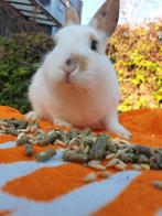 Mannen Konijnen 5 stuks, Dieren en Toebehoren, Konijnen, Mannelijk