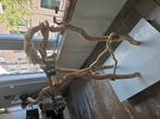 Speelboom papegaaien. Opknapper, Dieren en Toebehoren, Papegaai