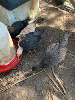 Barnevelder (groot) kuikens diverse leeftijden, Dieren en Toebehoren, Meerdere dieren, Kip