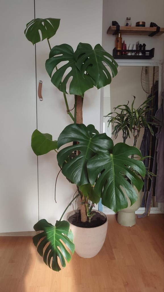 Grote Monstera inclusief pot en mospaal, Ophalen, 100 tot 150 cm, Overige soorten, Halfschaduw