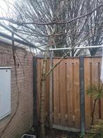 Kersen boom hoogstaam bijna 4 m, Ophalen, Volle zon, Overige soorten