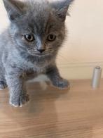 Raszuivere Britse Korthaar kittens te koop, Dieren en Toebehoren, Meerdere dieren