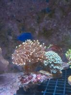 Euphyllia hamer,toorts,druif koraal stekken, Dieren en Toebehoren, Vissen | Aquariumvissen, Overige typen