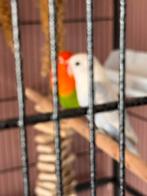Agapornis 2 stuks koppeltje!, Dieren en Toebehoren, Mannelijk, Dwergpapegaai of Agapornis