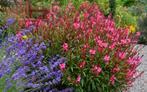 gaura belleza dark pink - prachtkaars roze, Tuin en Terras, Planten | Tuinplanten, Vaste plant, Ophalen
