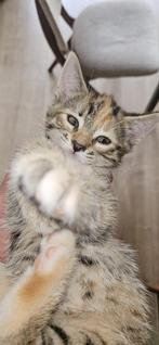 Simba en Charlie, Dieren en Toebehoren, Poes, 0 tot 2 jaar