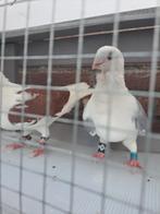 Good 4 pigeon's all for, Dieren en Toebehoren
