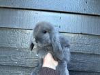 Gecastreerde Franse Hangoor rammen - BramsRabbits, Dieren en Toebehoren, Konijnen, Meerdere dieren, Groot, Hangoor