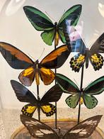 Antieke stolp met vlinders, Huis en Inrichting, Woonaccessoires | Stolpen, Ophalen, Zo goed als nieuw