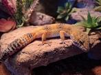 Purple head tangerine luipaard gekko, Dieren en Toebehoren, Reptielen en Amfibieën, Hagedis, Tam, 0 tot 2 jaar