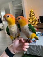 Twee handtamme roestkop caiques, Dieren en Toebehoren, Vogels | Parkieten en Papegaaien, Mannelijk, Parkiet