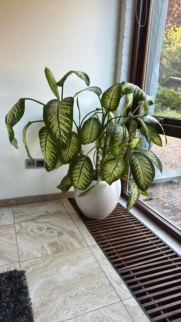 Te koop De Dieffenbachia 'Tropic beschikbaar voor biedingen