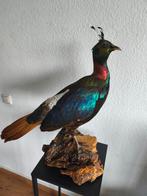 Zeldzame mooie opgezette Himalaya glansfazant fazant vogel, Verzamelen, Ophalen of Verzenden, Gebruikt, Vogel, Opgezet dier