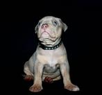 Bully XL reutjes – Lilac Tri met stamboom-applicat, Dieren en Toebehoren, 8 tot 15 weken, Meerdere, Nederland, Particulier