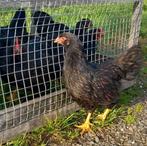 Te koop: hennetjes van dubbelgezoomde Barnevelder kippen, Dieren en Toebehoren, Vrouwelijk, Kip