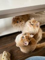Laaste Britse langhaar kitten met stamboom, Dieren en Toebehoren, Katten en Kittens | Raskatten | Langhaar, Meerdere dieren, 0 tot 2 jaar