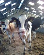 Jongvee opfok gevraagd 25-40 stuks, Dieren en Toebehoren, Opfok