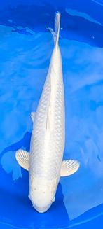 Platinum Ogon, Dieren en Toebehoren, Vissen | Vijvervissen, Karper of Koi