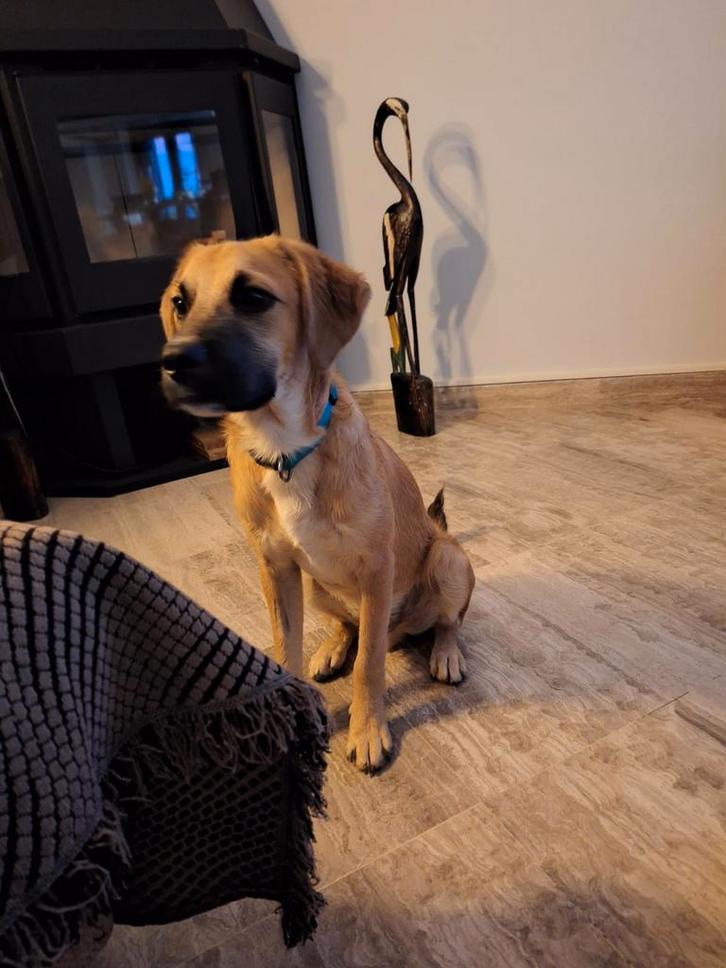 Lieve, slimme MAX !       425,=, Dieren en Toebehoren, Honden | Niet-rashonden, Middel, Reu, Particulier, Eén hond, Buitenland