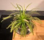 Grote zonnedauw. Drosera Capensis Alba., Ophalen, Overige soorten, Volle zon