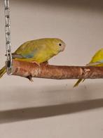 Turquoisine parkiet, Dieren en Toebehoren, Vogels | Parkieten en Papegaaien, Vrouwelijk, Parkiet