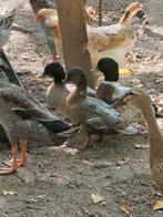 Hollandse kwakers, Meerdere dieren, Eend