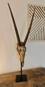 Gewei op standaard - decoratie, Ophalen of Verzenden, Zo goed als nieuw