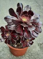 Aeonium Kilimanjaro, Huis en Inrichting, Vetplant, Ophalen of Verzenden, Minder dan 100 cm, Volle zon