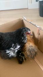 2 jonge kippen, Dieren en Toebehoren, Pluimvee, Vrouwelijk, Kip