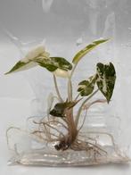 Alocasia Bambino Pink Variegata TC Tissue culture planten, Huis en Inrichting, Kamerplanten, Overige soorten, In pot, Minder dan 100 cm
