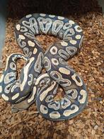 Python Regius kweekvrouw Phantom nk 17, Slang
