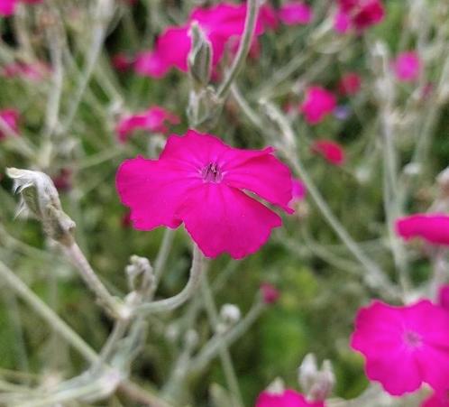 Prikneus rose Lychnis Coronaria vaste plant, Tuin en Terras, Planten | Tuinplanten, Vaste plant, Ophalen of Verzenden