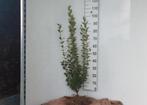 Liguster ovalifolium in pot, Ophalen, Overige soorten, Haag, 100 tot 250 cm