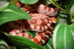 Rode rattenslang, Pantherophis guttatus, Dieren en Toebehoren, Slang, Tam, 0 tot 2 jaar