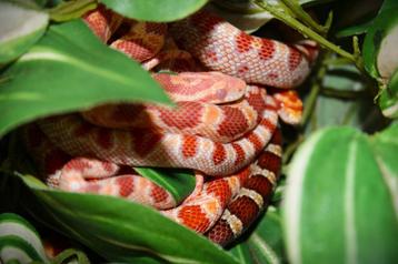Rode rattenslang, Pantherophis guttatus  beschikbaar voor biedingen